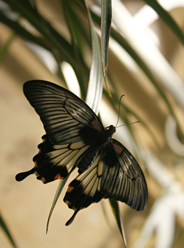 butterfly-exhibition-01