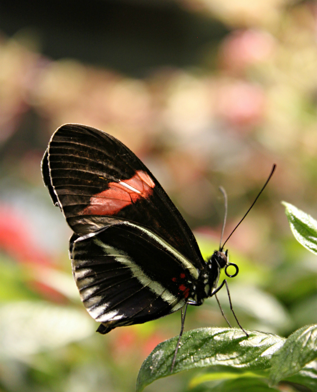 butterfly-exhibition-02