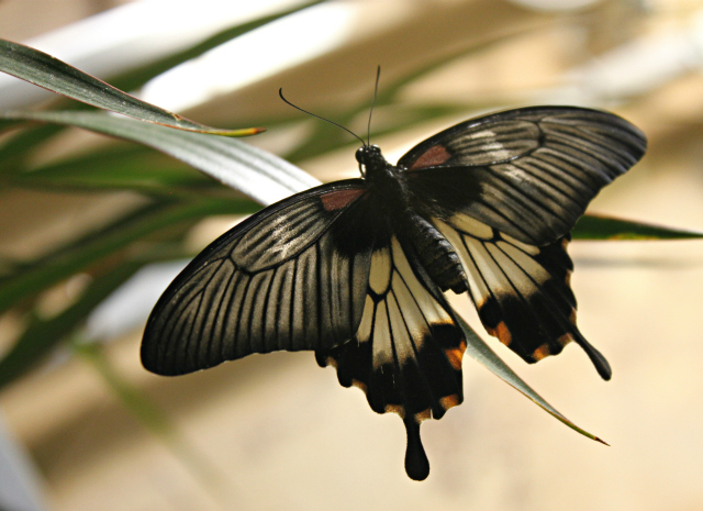 butterfly-exhibition-06