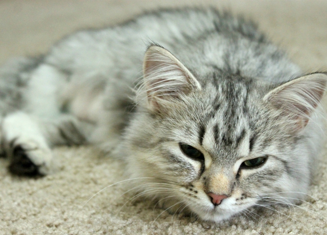 Luna the Siberian - white and gray/silver Siberian kitten. Read more: glamorable.com | via @glamorable