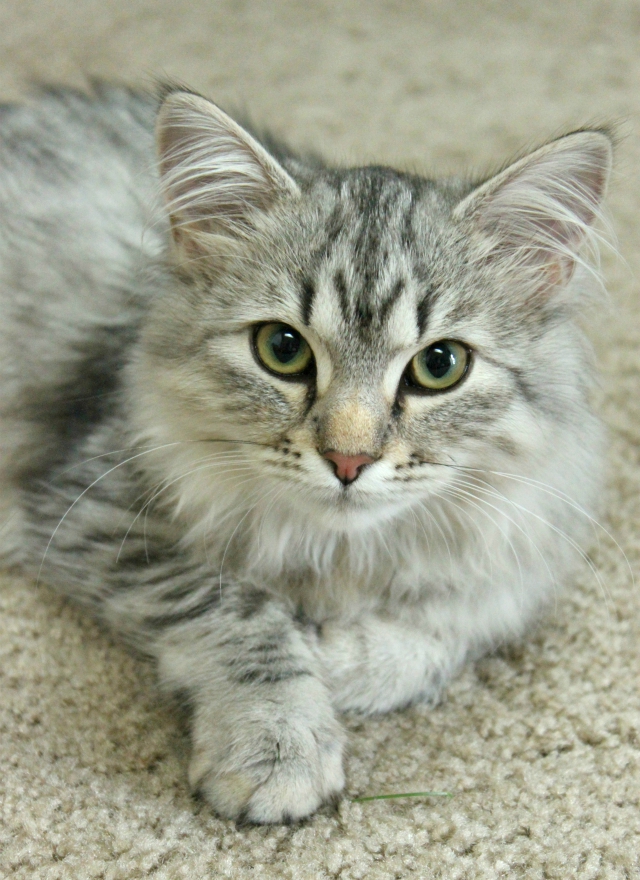 Luna the Siberian - white and gray/silver Siberian kitten. Read more: glamorable.com | via @glamorable