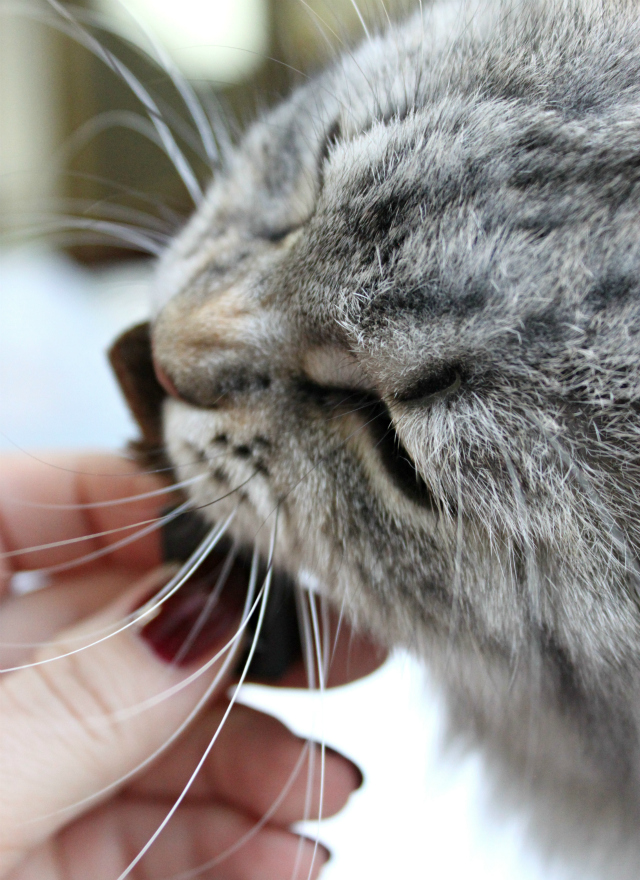 Best blush color for Fall - Chanel Joues Contraste Alezane (swatches, review, pictures) Read more at >> www.glamorable.com | via @glamorable