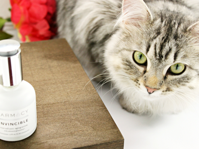 Luna's Corner #1 (don't steal my photos!) Read more at >> www.glamorable.com | via @glamorable