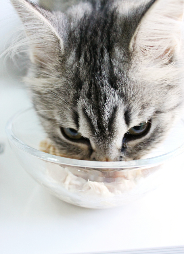 Luna's Musings on Purina Muse Natural Grain Free Cat Food. Read more at >> www.glamorable.com | via @glamorable #MyCatMyMuse [ad] #cbias