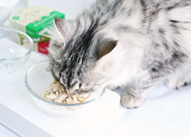 Luna's Musings on Purina Muse Natural Grain Free Cat Food. Read more at >> www.glamorable.com | via @glamorable #MyCatMyMuse [ad] #cbias