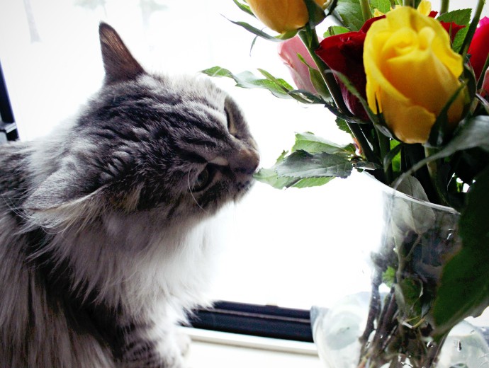 Free Flowers from ProFlowers