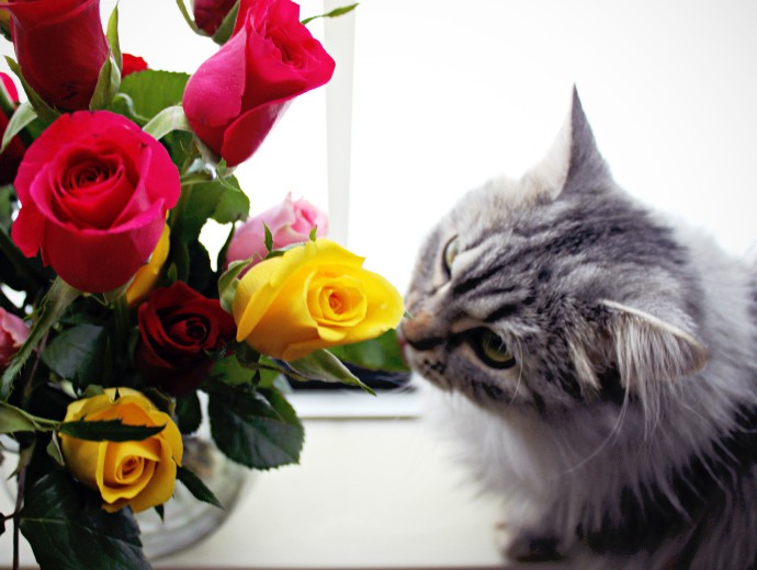 Free Flowers from ProFlowers