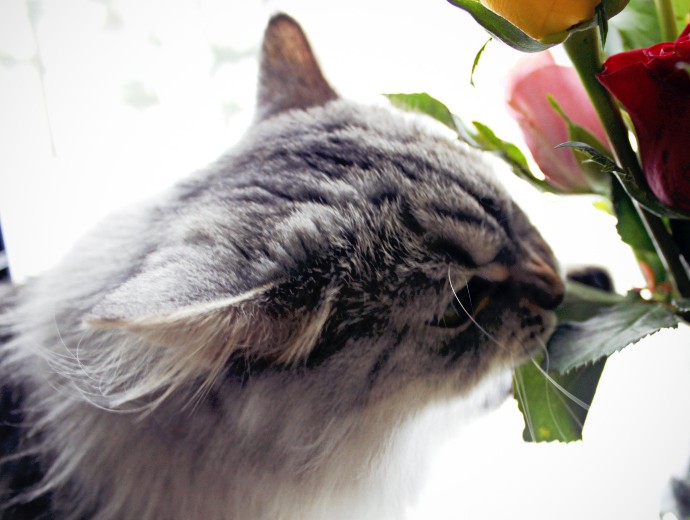 Free Flowers from ProFlowers