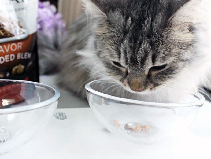 Luna's Corner: Purina Pro Plan Shredded Blend for Cats