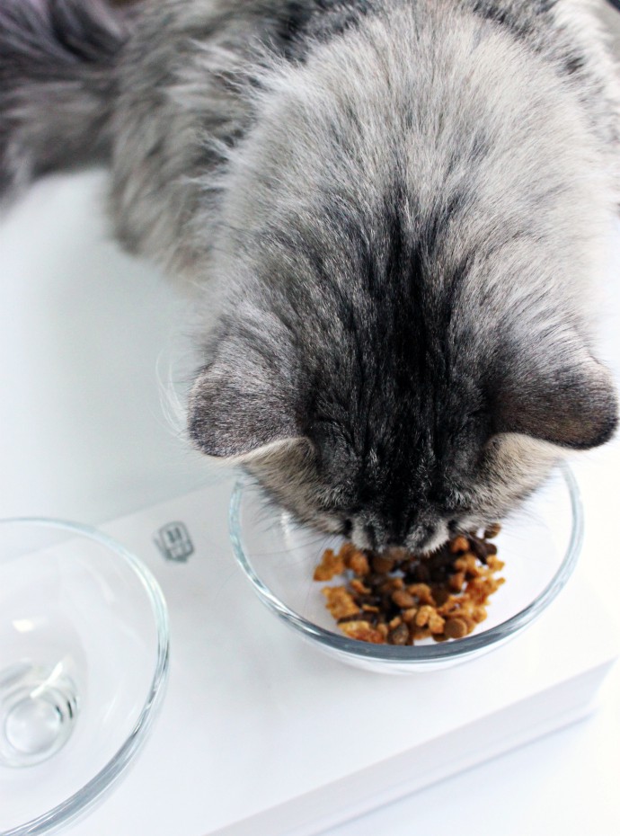 Luna's Corner: Purina Pro Plan Shredded Blend for Cats