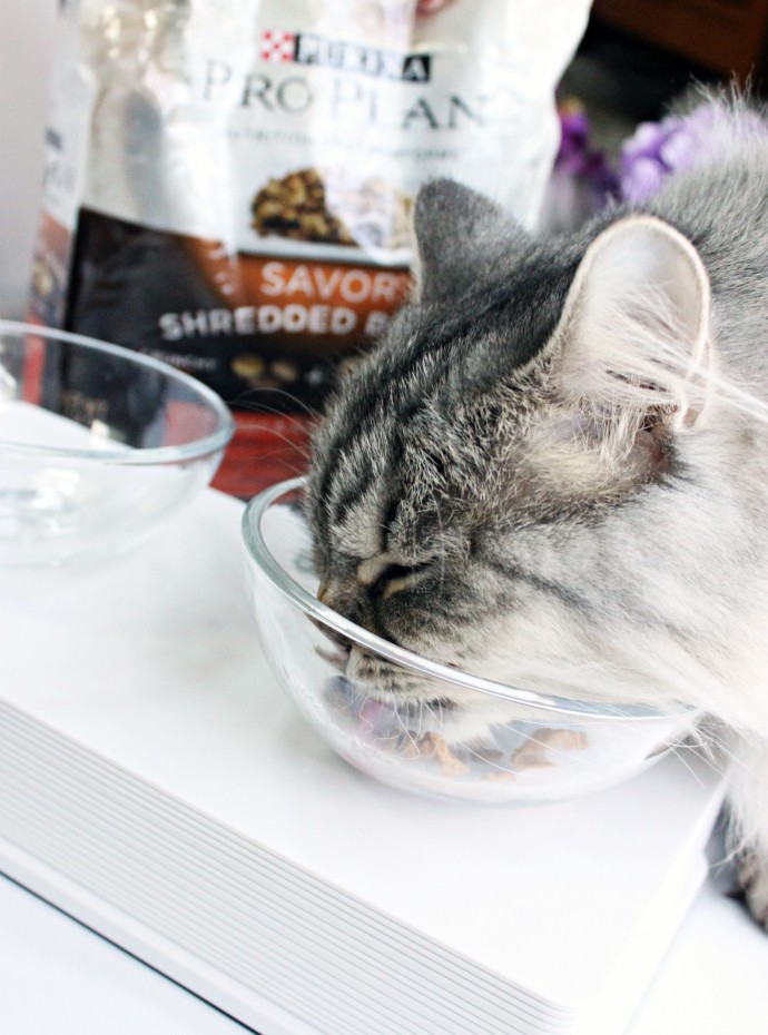Luna's Corner: Purina Pro Plan Shredded Blend for Cats
