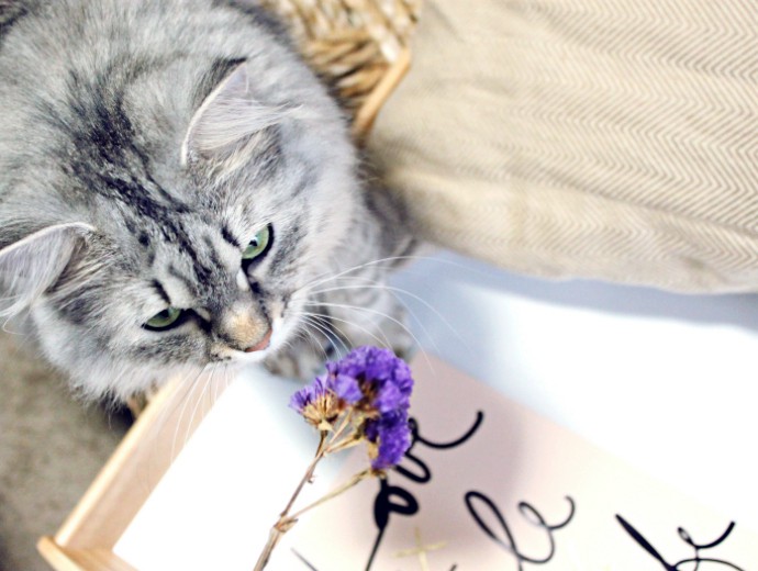 Biotta Juices to Savor This Summer