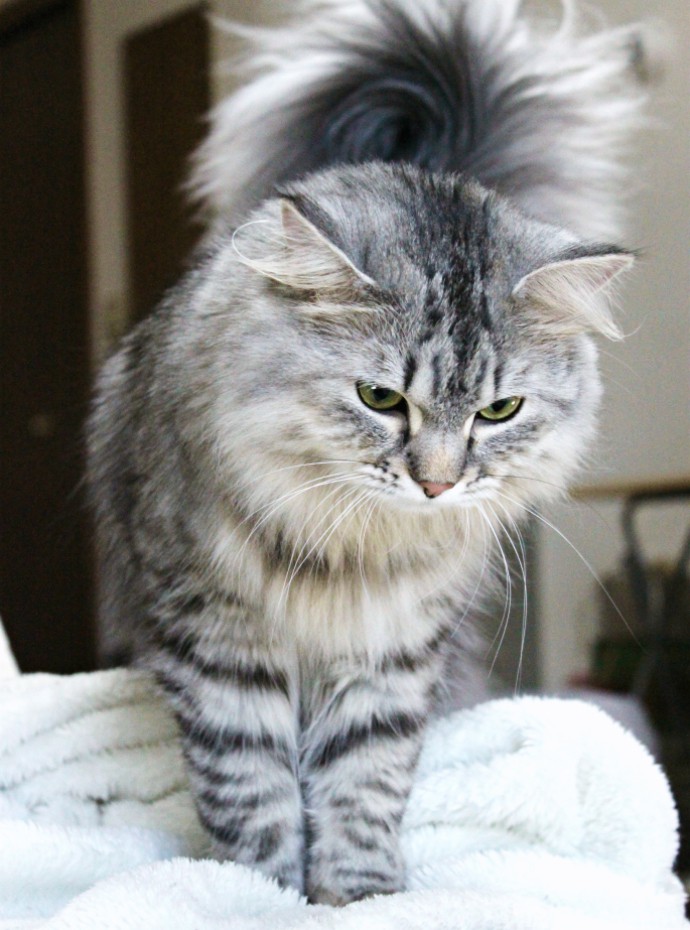 Luna's Corner #4 - How to Tell Your Cat Loves You