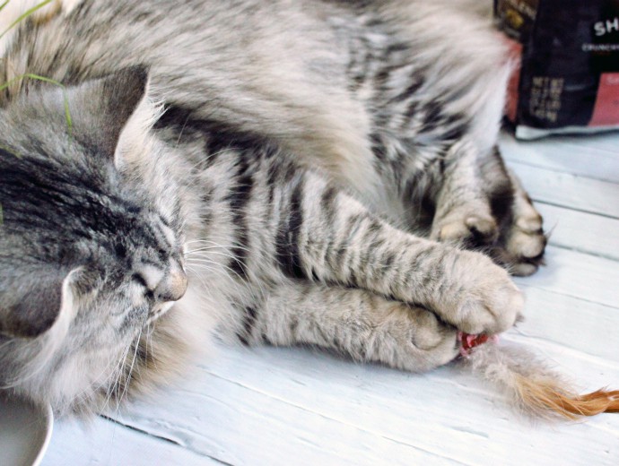 Luna's Corner #4 - How to Tell Your Cat Loves You