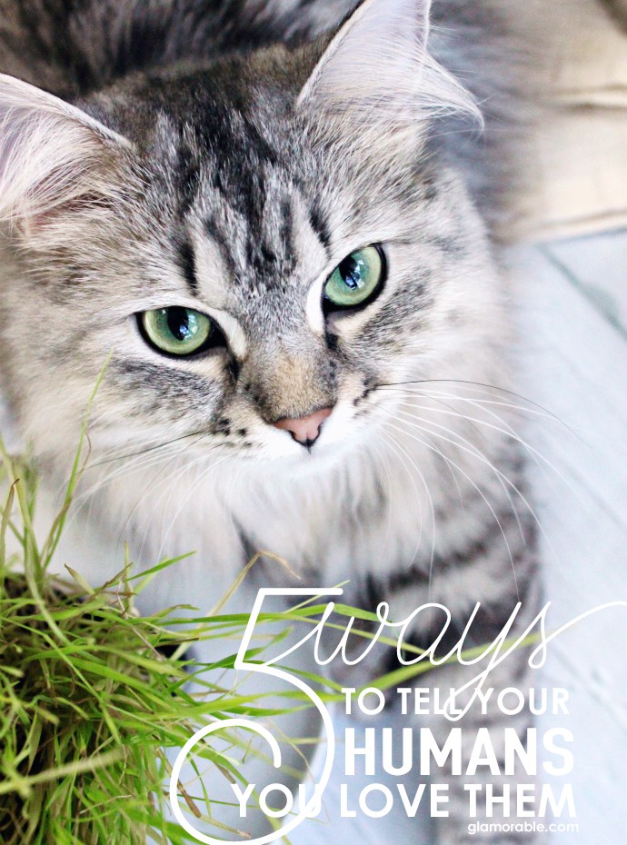 Luna's Corner #4 - How to Tell Your Cat Loves You