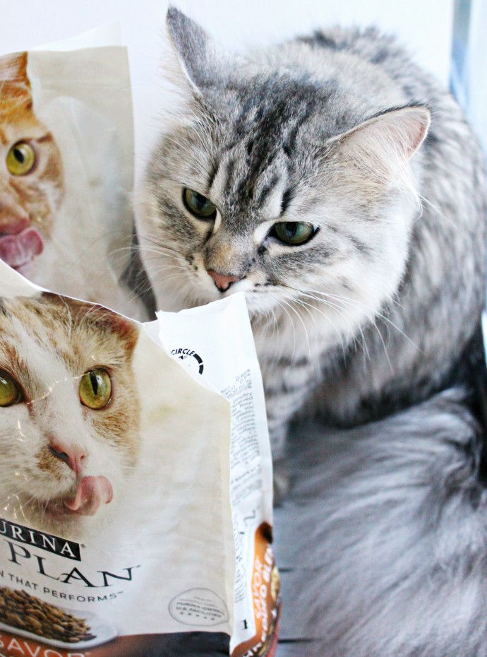 Luna's Corner #4 - How to Tell Your Cat Loves You