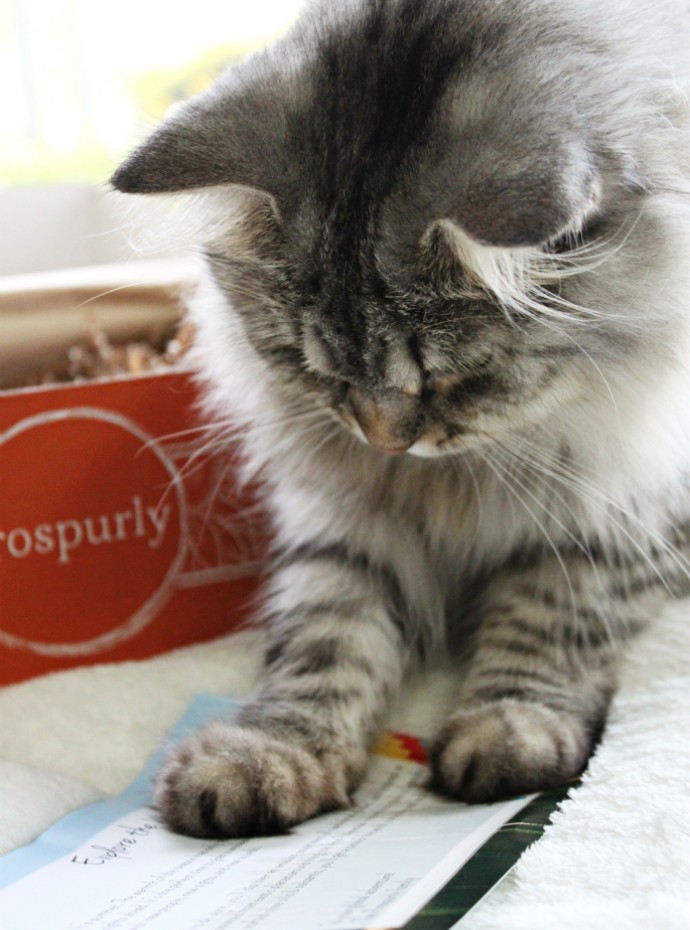 Prospurly Box Review