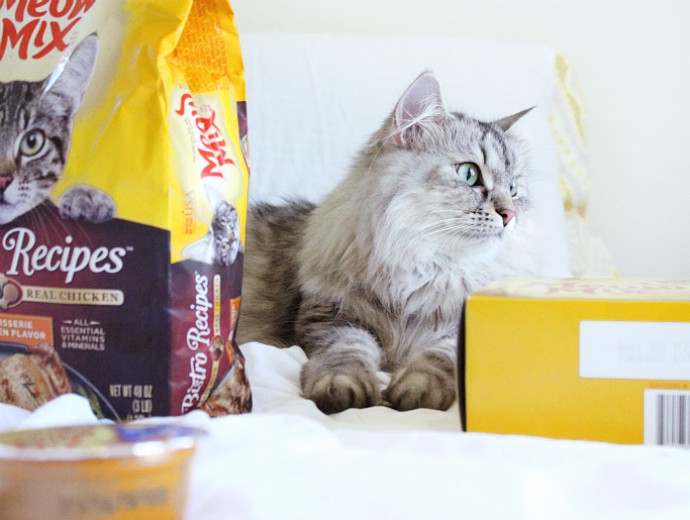 How to bond with your cat ft. Meow Mix cat food and treats