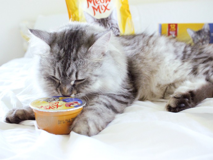 How to bond with your cat ft. Meow Mix cat food and treats