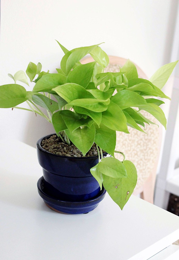 The Plant Club July 2020 Unboxing & Review - Pothos Neon - Epipremnum aureum - devil's ivy - care instructions, pet safe, how much water
