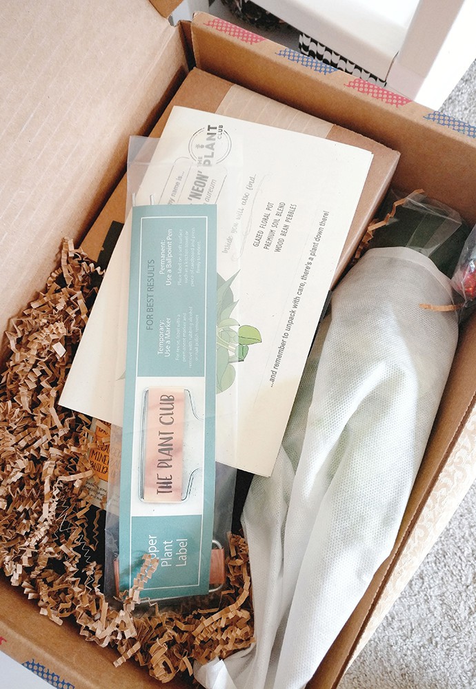 The Plant Club July 2020 Unboxing & Review - Pothos Neon - Epipremnum aureum - devil's ivy - care instructions, pet safe, how much water