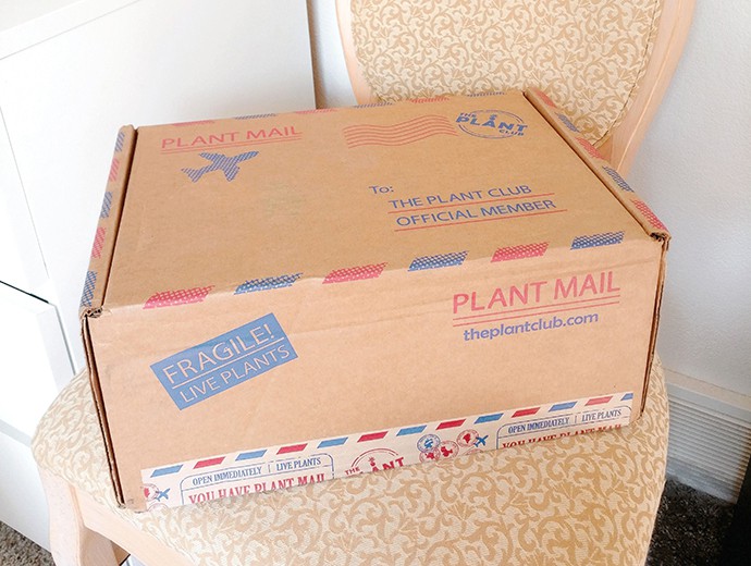 The Plant Club July 2020 Unboxing & Review - Pothos Neon - Epipremnum aureum - devil's ivy - care instructions, pet safe, how much water