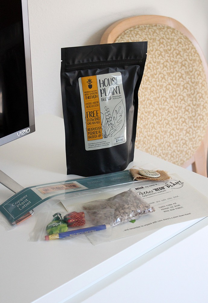 The Plant Club July 2020 Unboxing & Review - Pothos Neon - Epipremnum aureum - devil's ivy - care instructions, pet safe, how much water