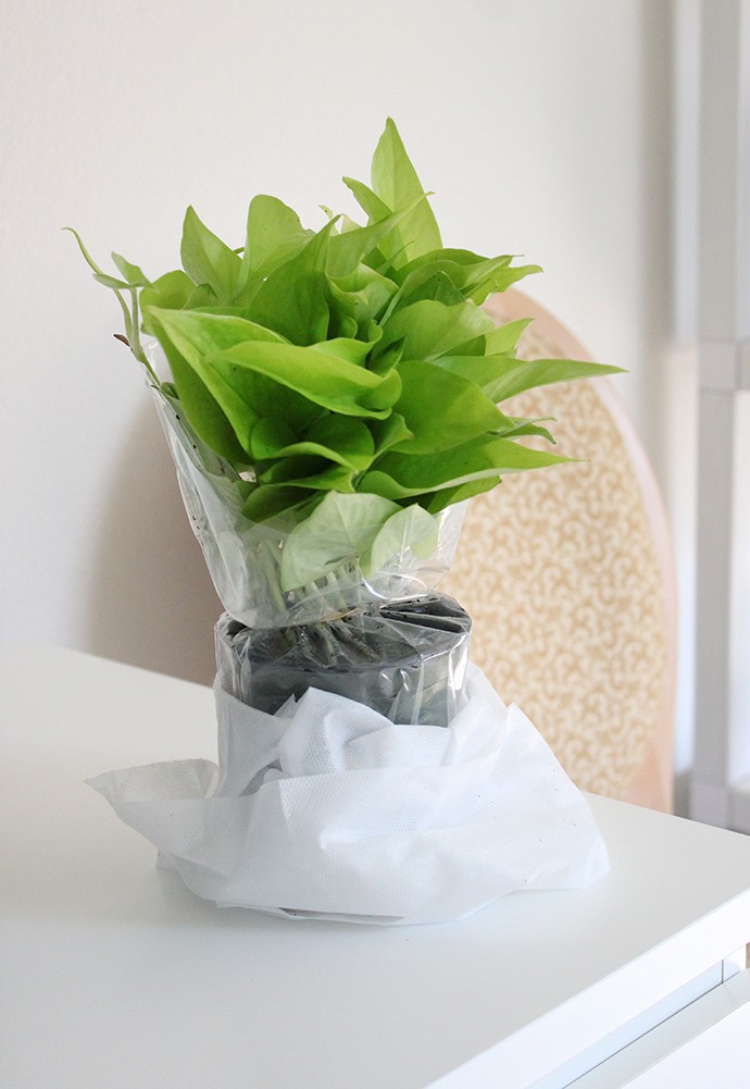 The Plant Club July 2020 Unboxing & Review - Pothos Neon - Epipremnum aureum - devil's ivy - care instructions, pet safe, how much water